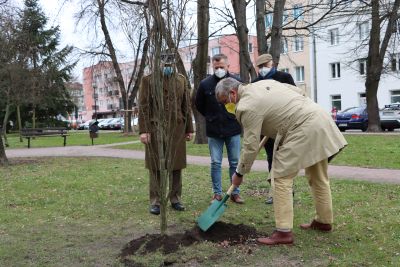 Teren parku, wkopanie dębu przez Starostę