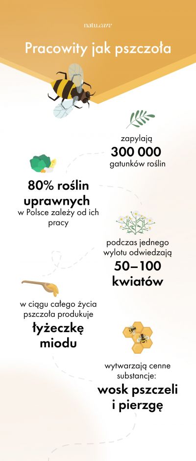 Infografika dotycząca pożyteczności pszczół