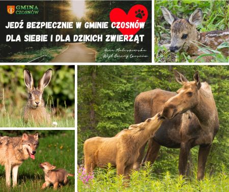 rodzina łosi, wilków, królik, droga w lesie