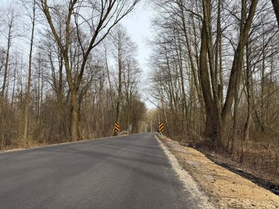 widok na drogę przez las